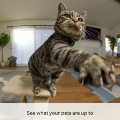 Ring Pan-Tilt Indoor Camera Svart